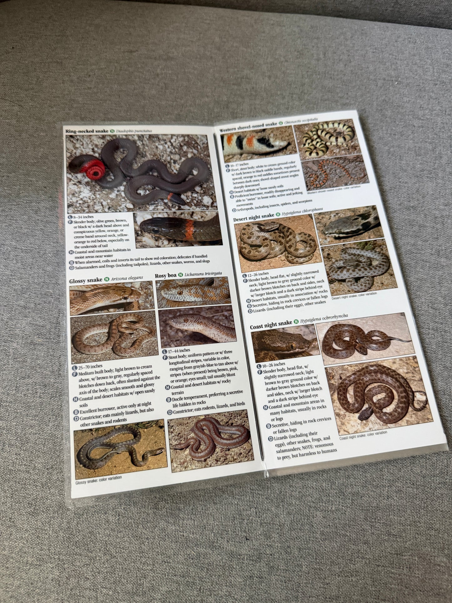Southern California snakes reference guide