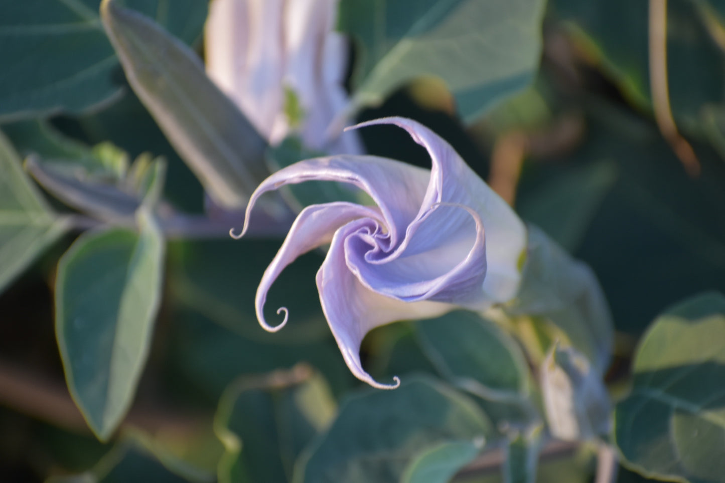 Sacred datura