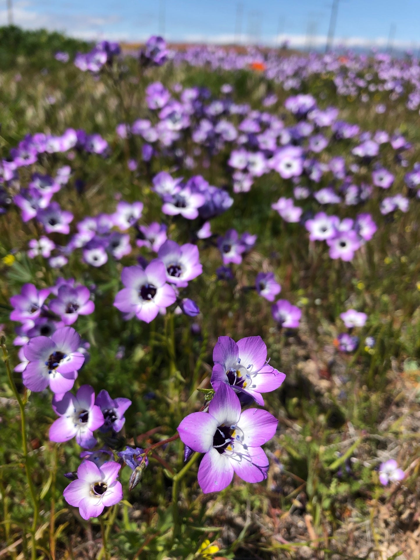 Birds Eye Gilia