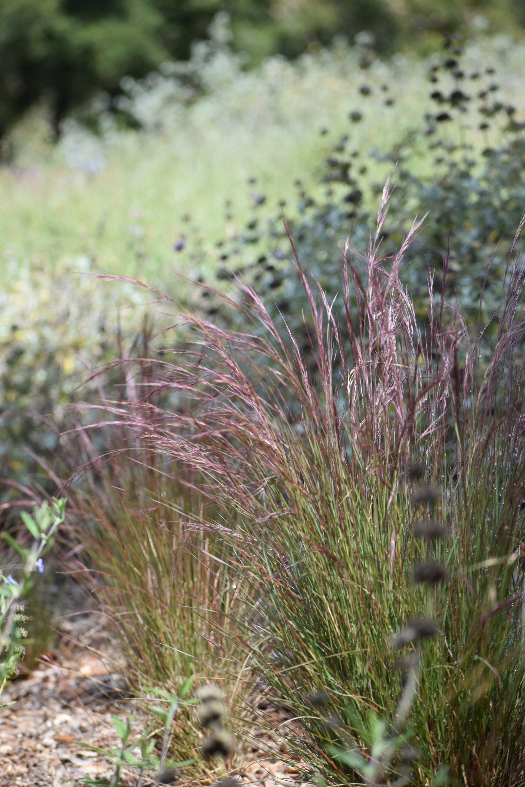 Purple three awn grass