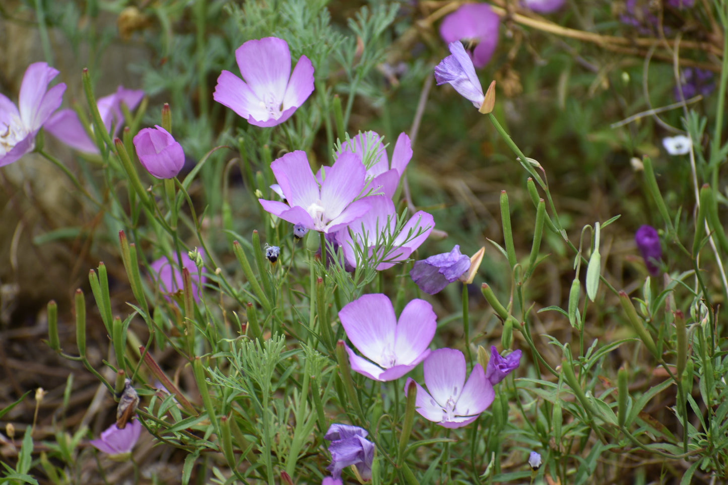 Purple clarkia