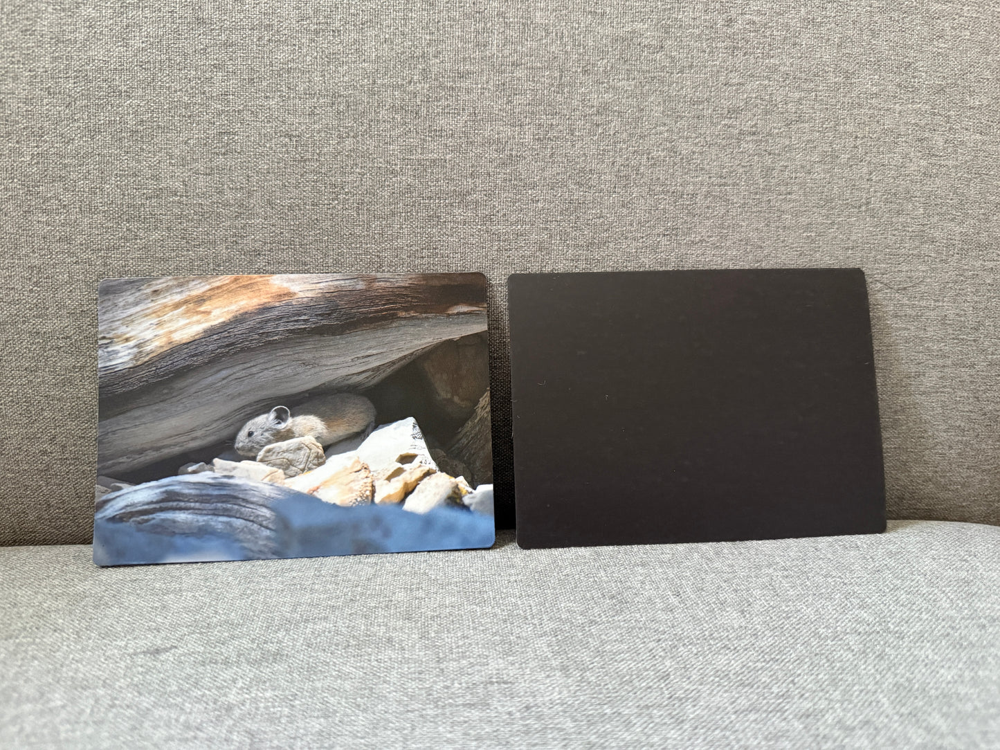 Magnet, North American Pika.