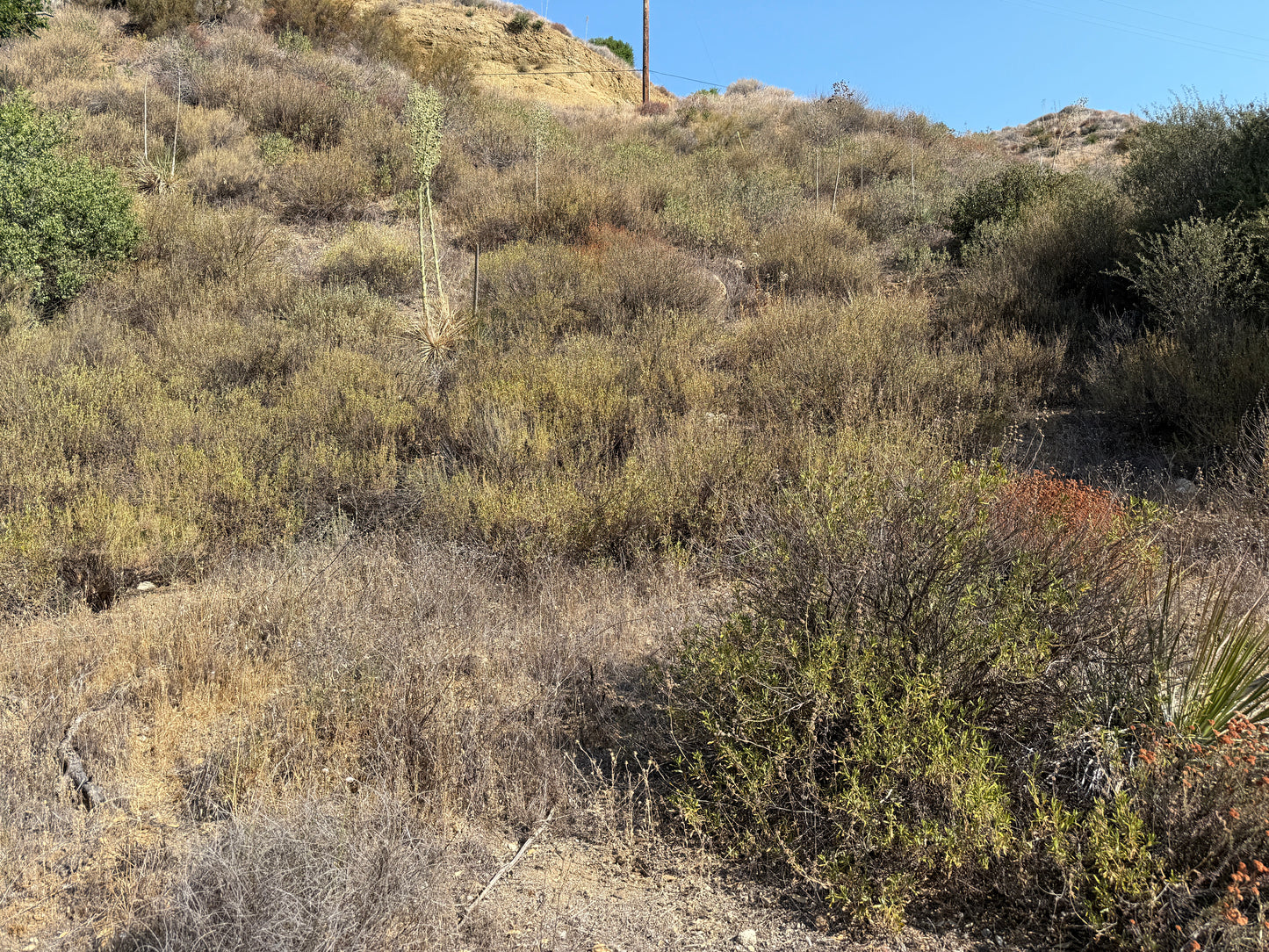 California Guerrilla seed mix