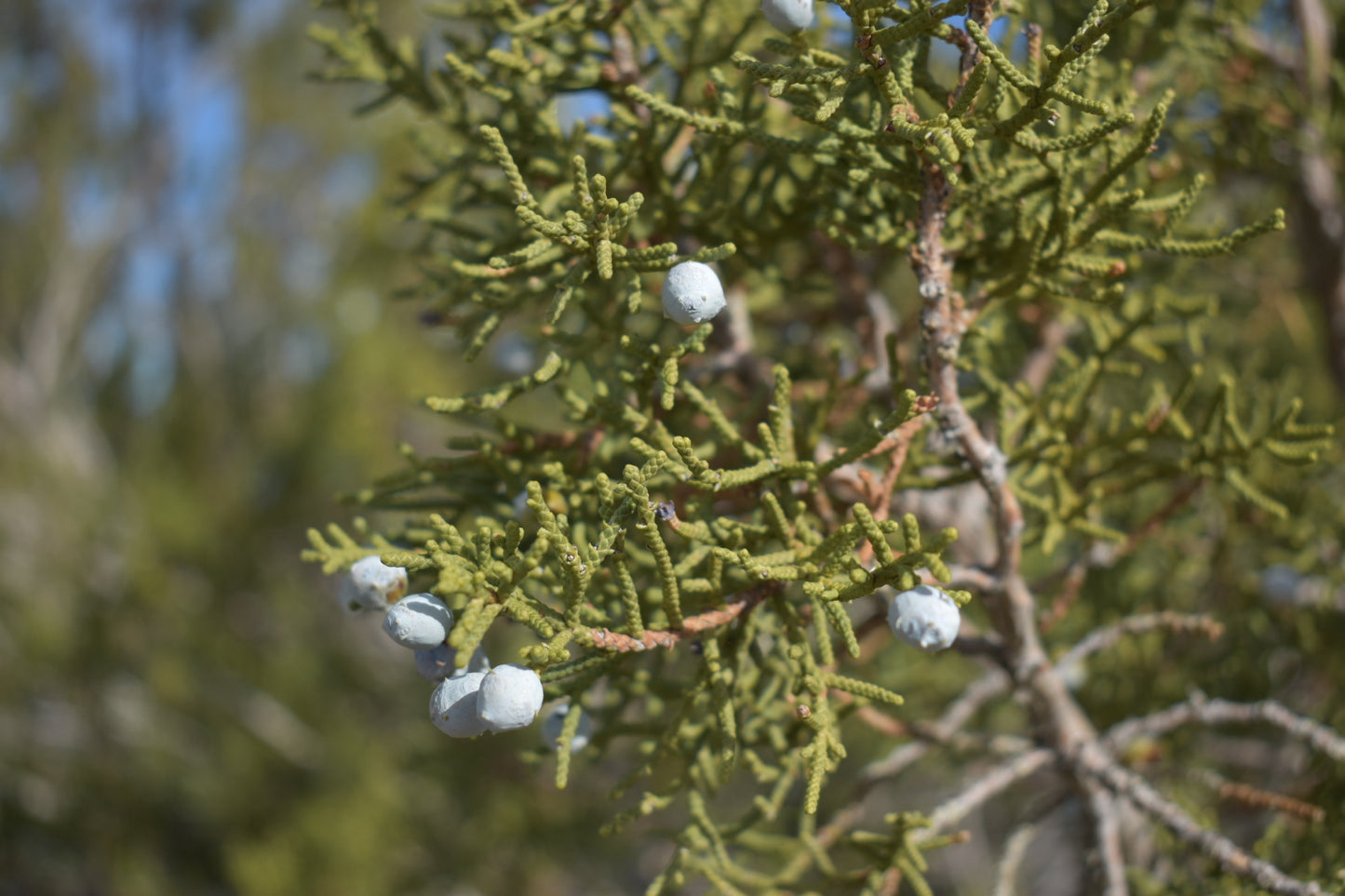 California juniper