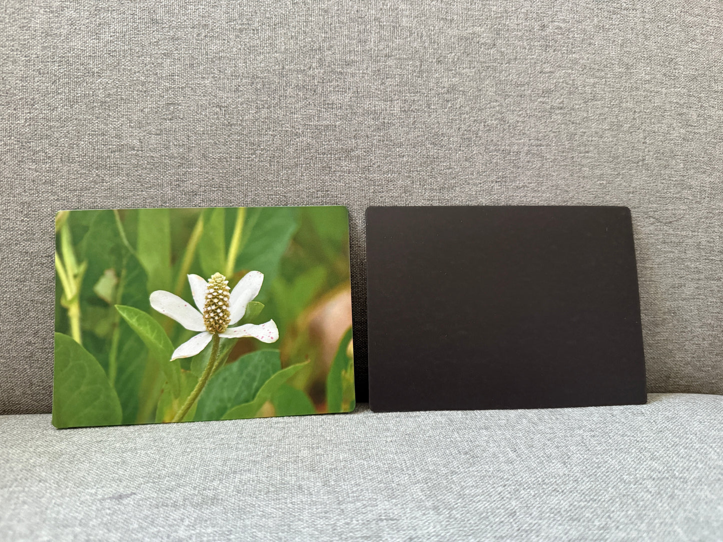 Magnet, Yerba Mansa.