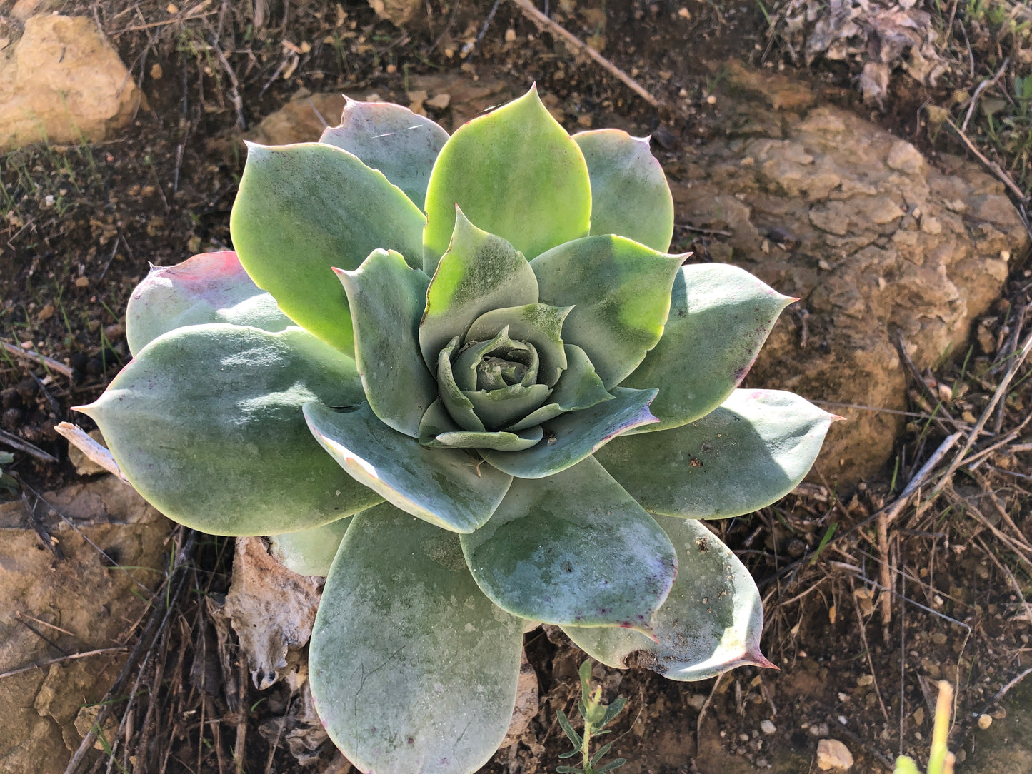 Coastal chalk live forever