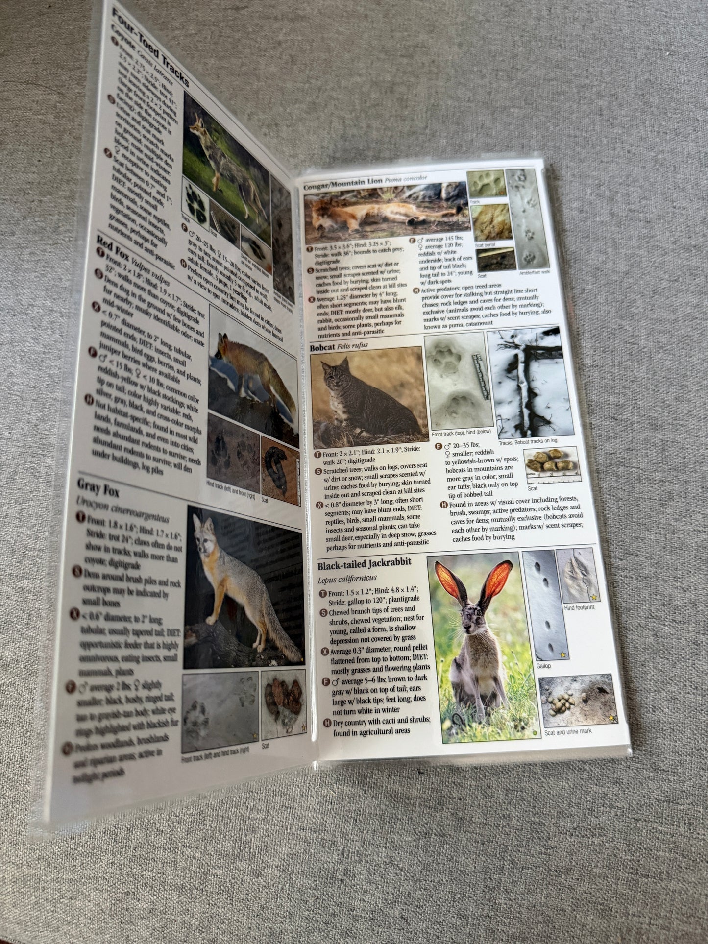 California mammals reference guide