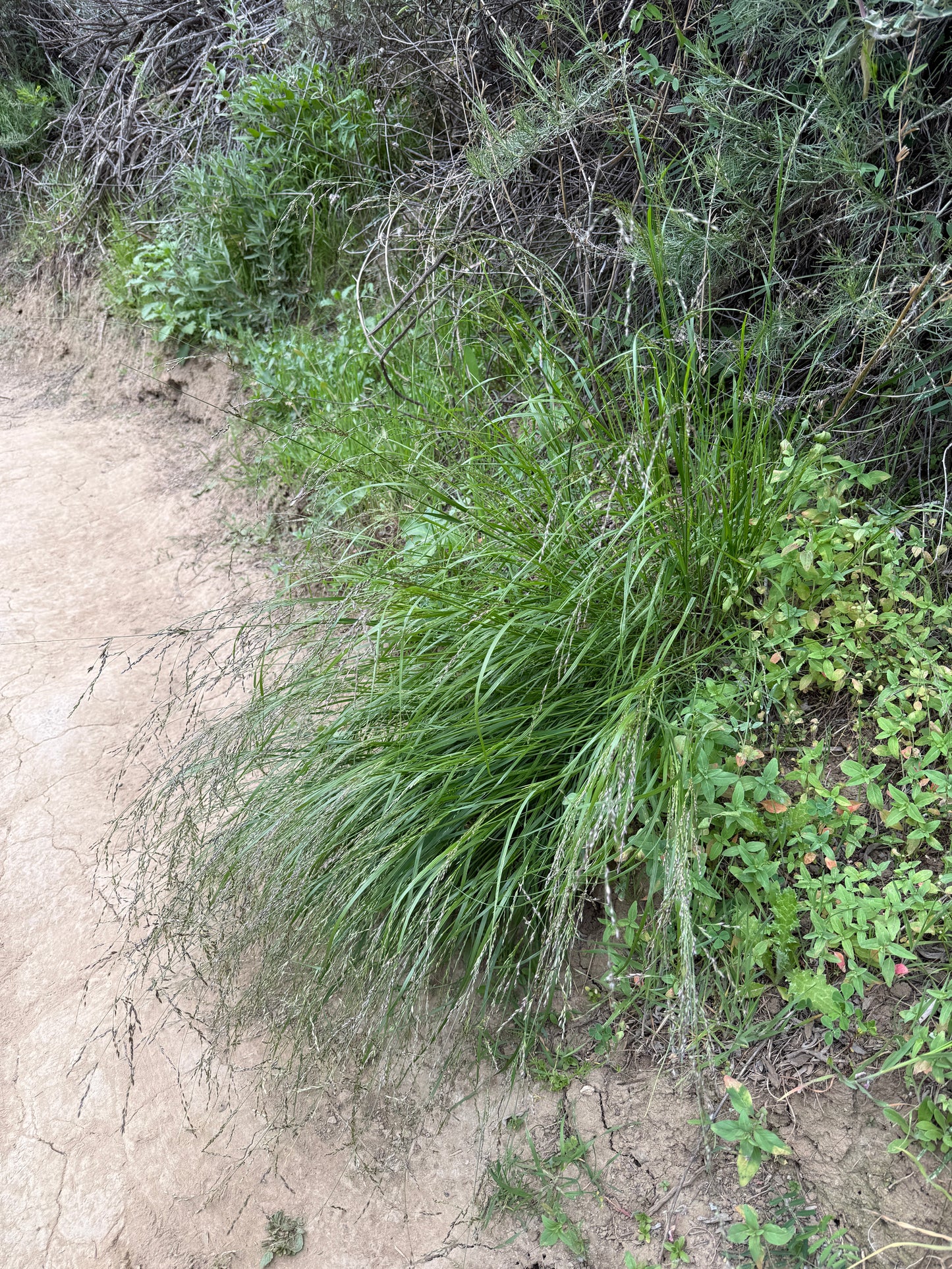 California melic grass