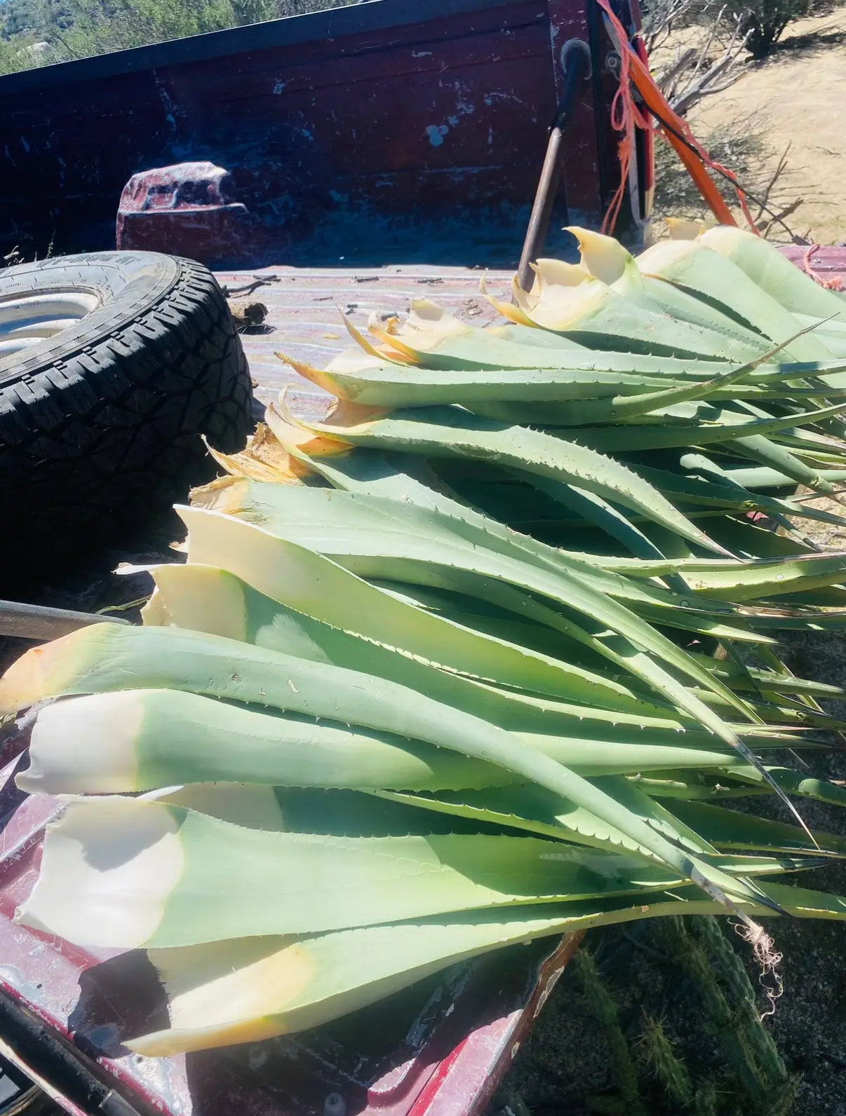 Desert agave sandals - small