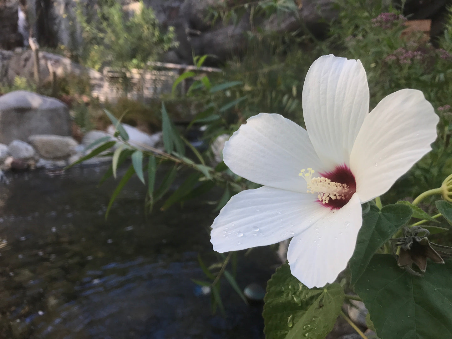 California hibiscus