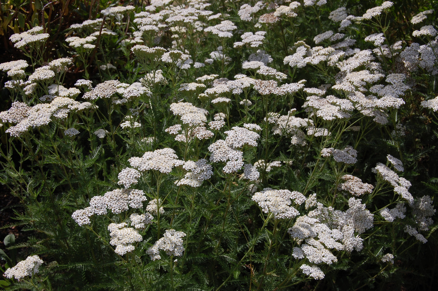 Common yarrow