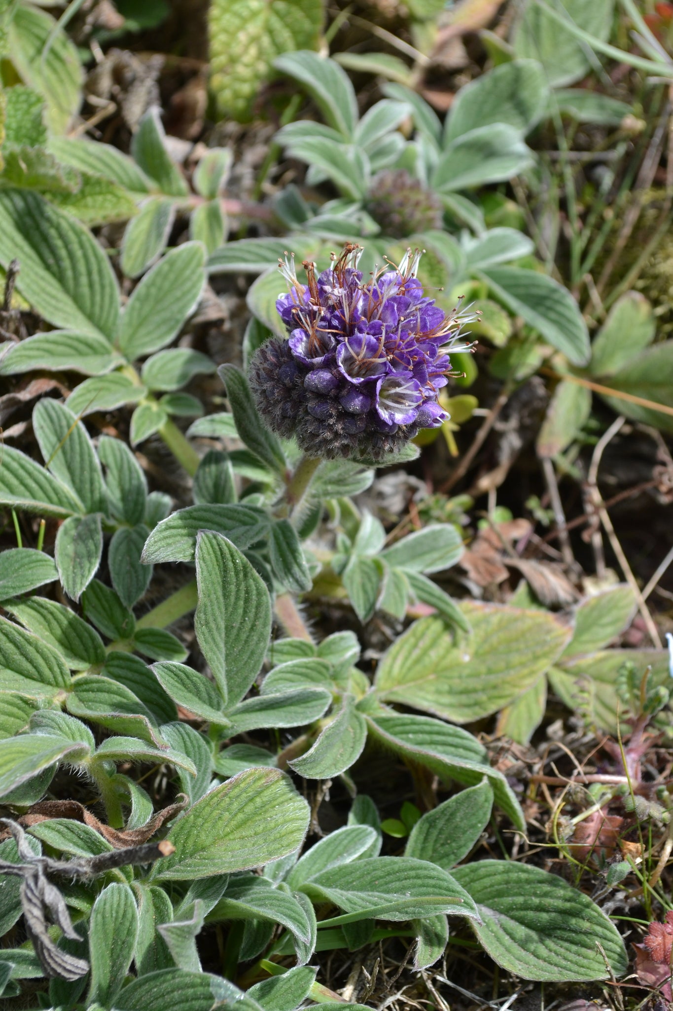 California phacelia