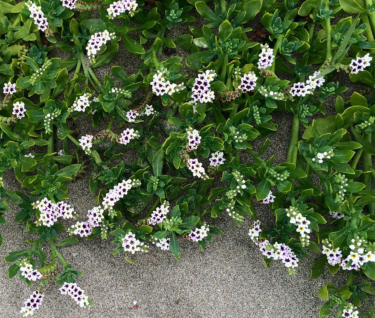 Salt heliotrope
