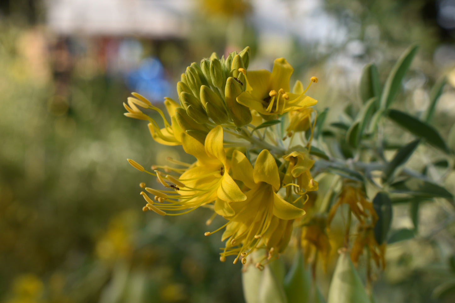 Bladderpod