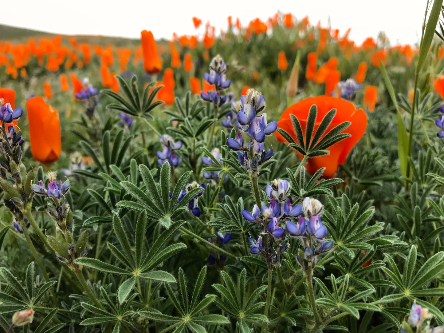 California poppy and Arroyo lupine mix