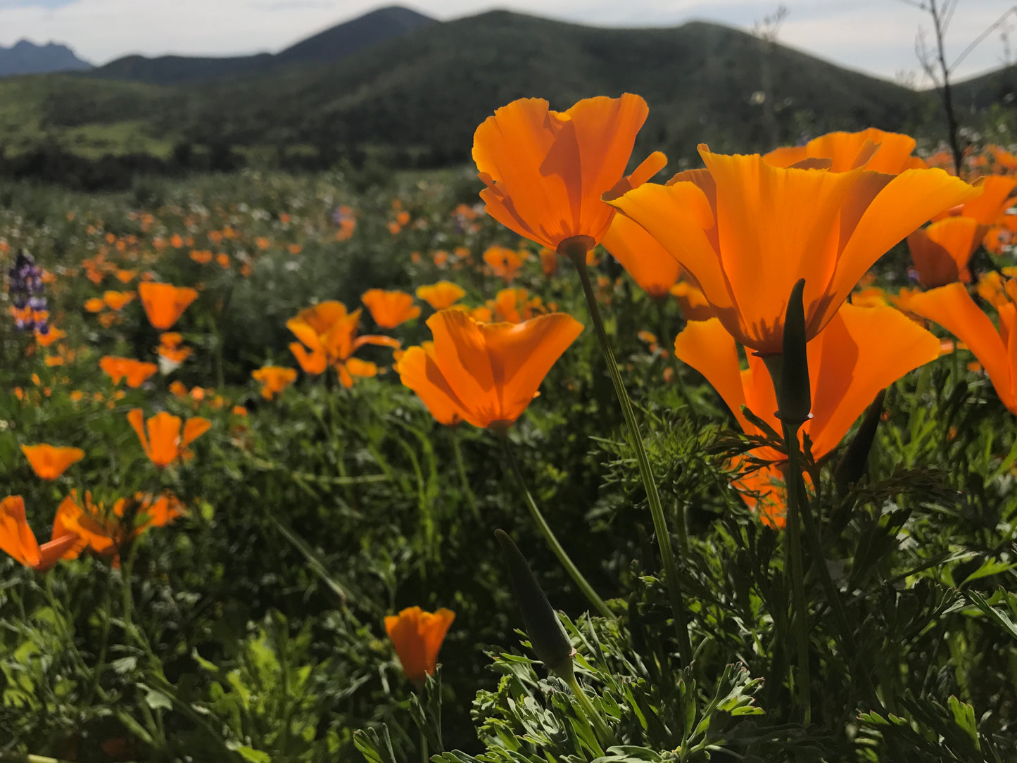 California poppy