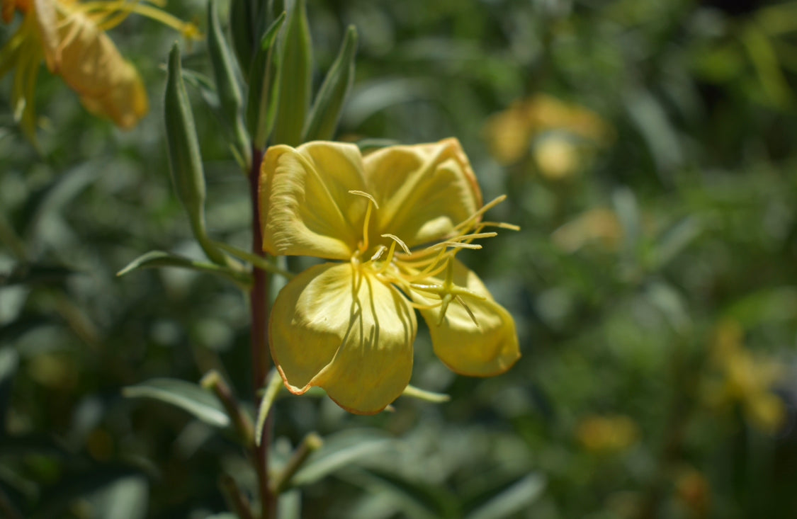 Tall Evening primrose