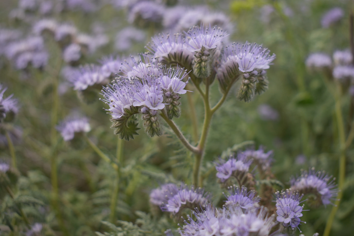 Tansy leaf phacelia