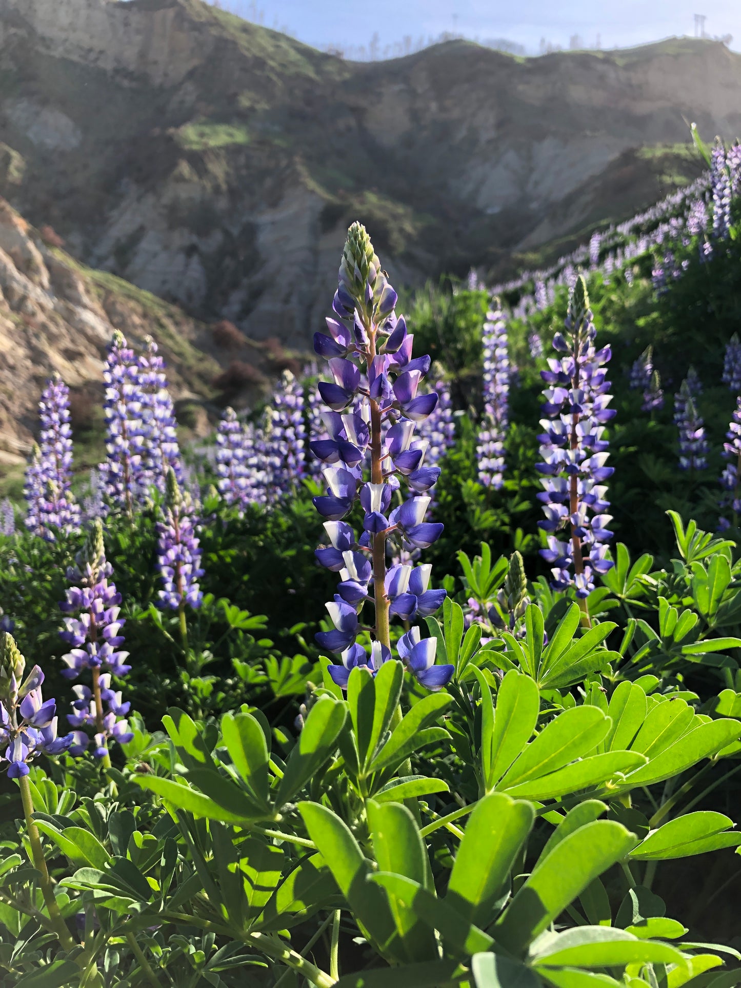 Arroyo Lupine