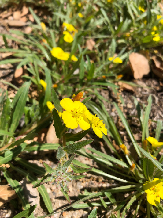 California sun cups