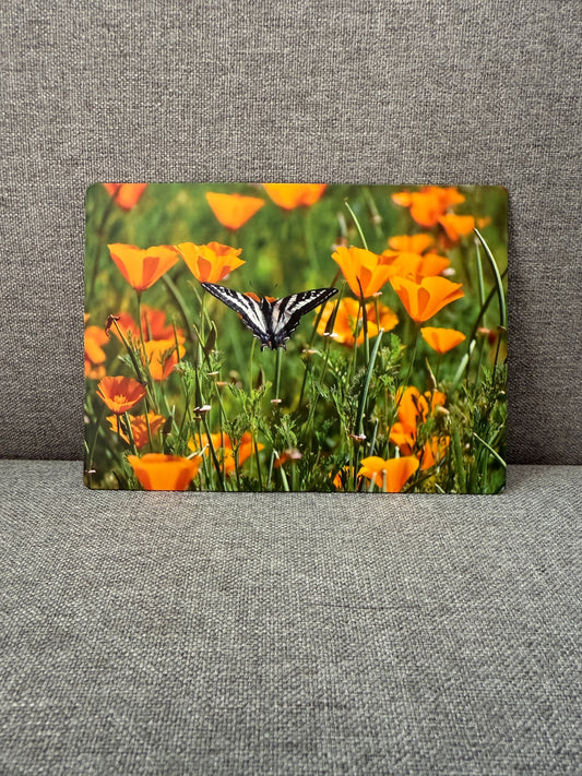 Magnet, California poppy.