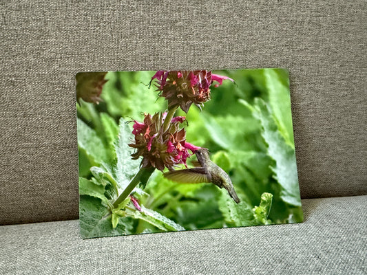 Magnet, hummingbird sage with hummingbird.