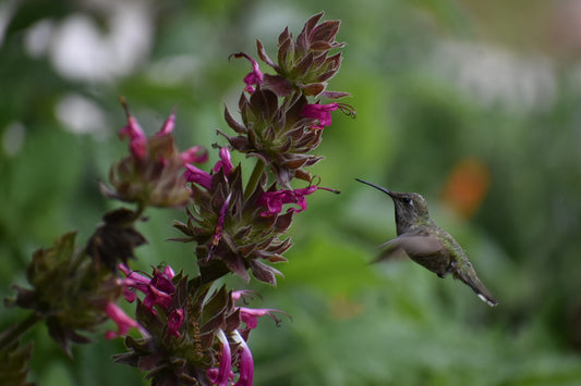 Hummingbird Sage