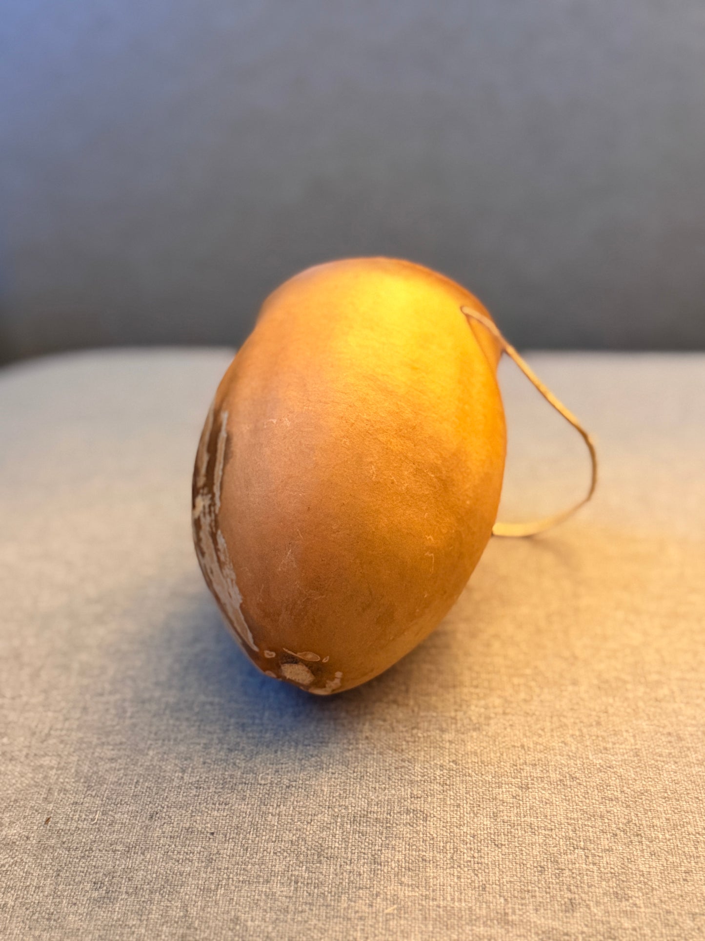 Desert coyote gourd container from Baja California