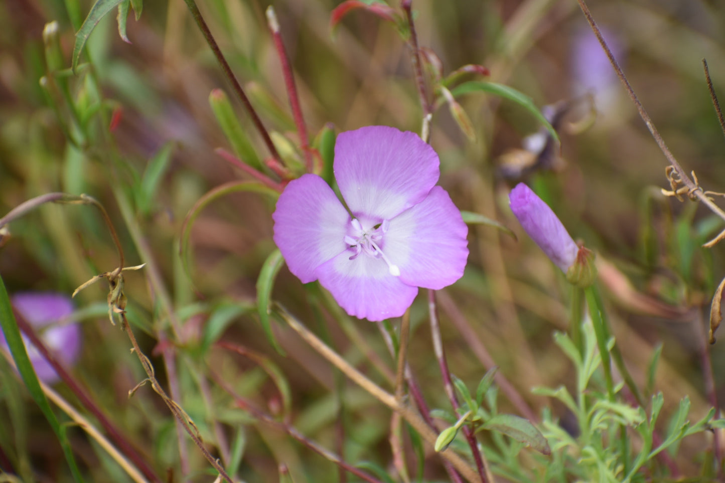 Purple clarkia