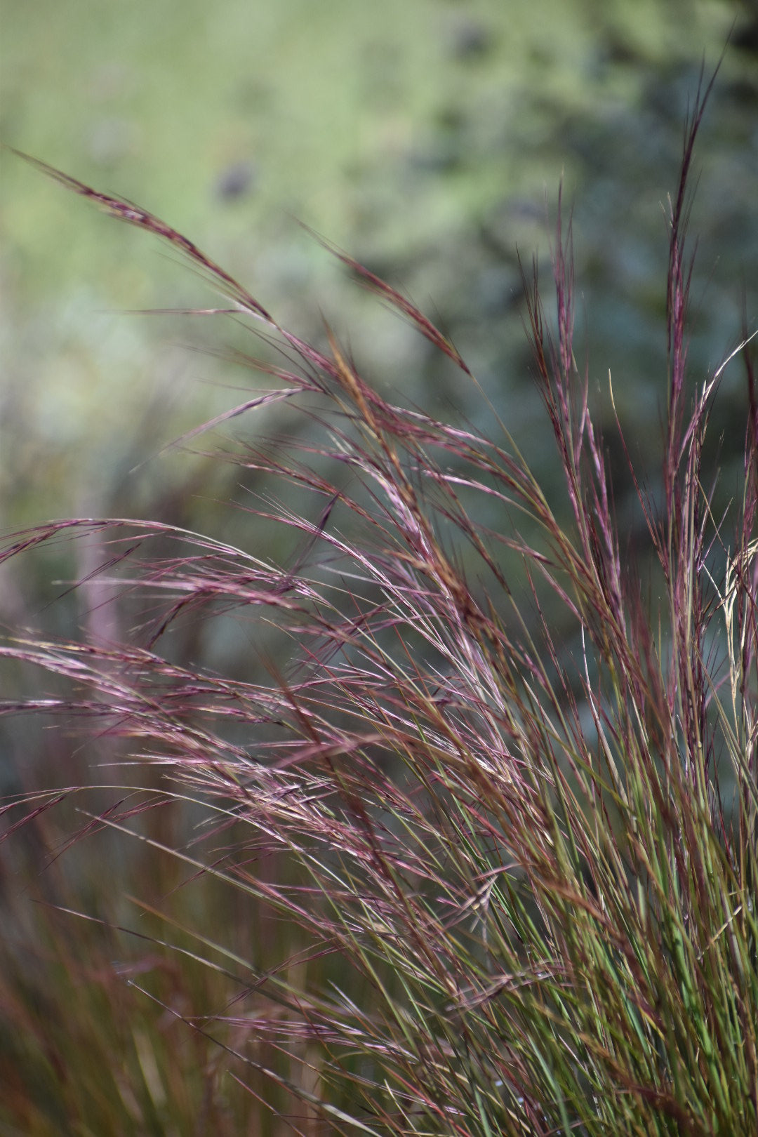 Purple three awn grass
