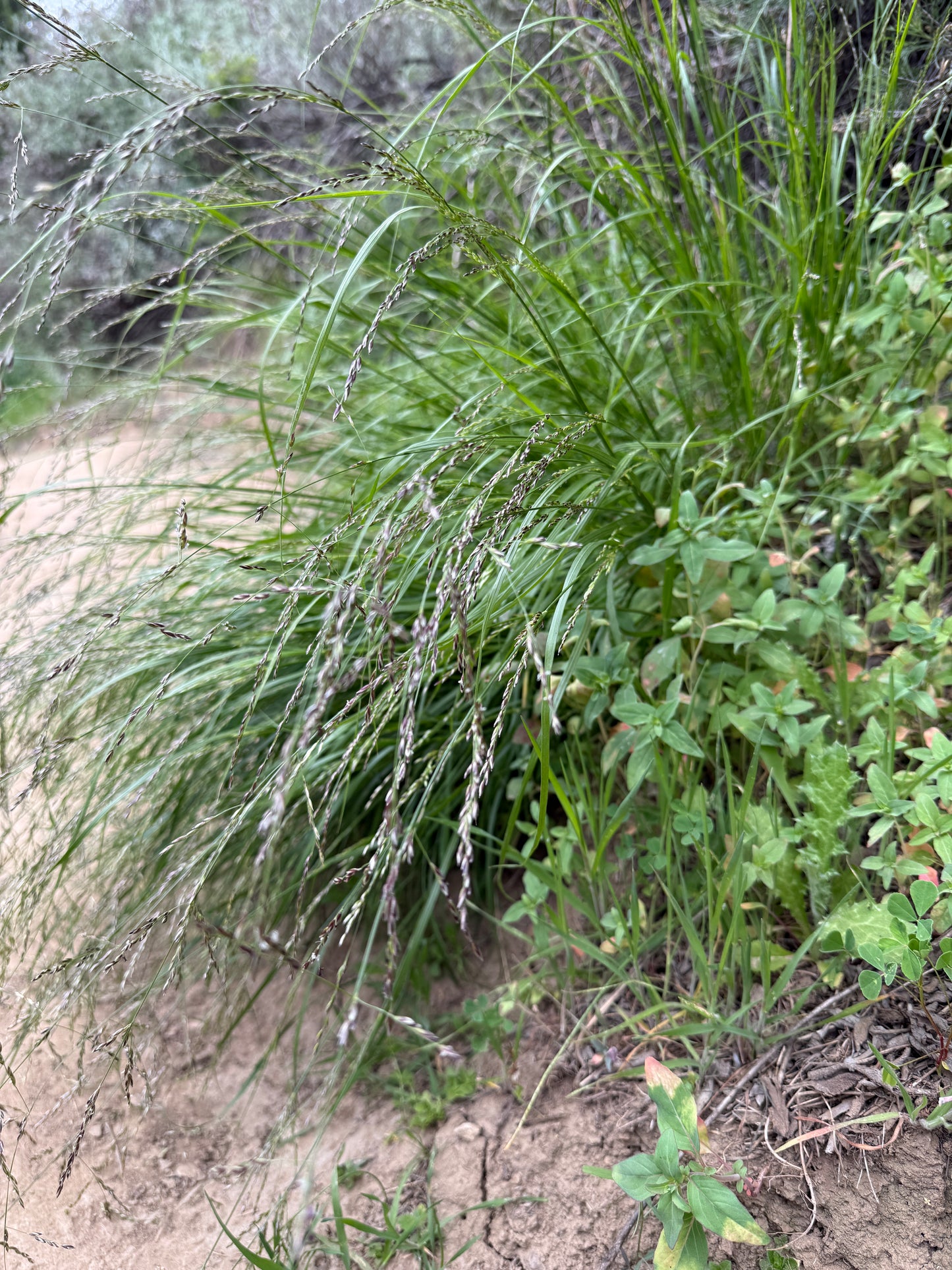 California melic grass