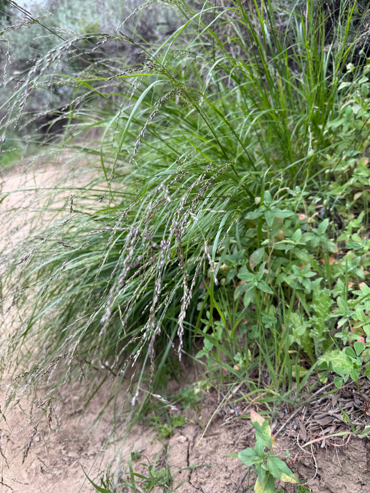 California melic grass