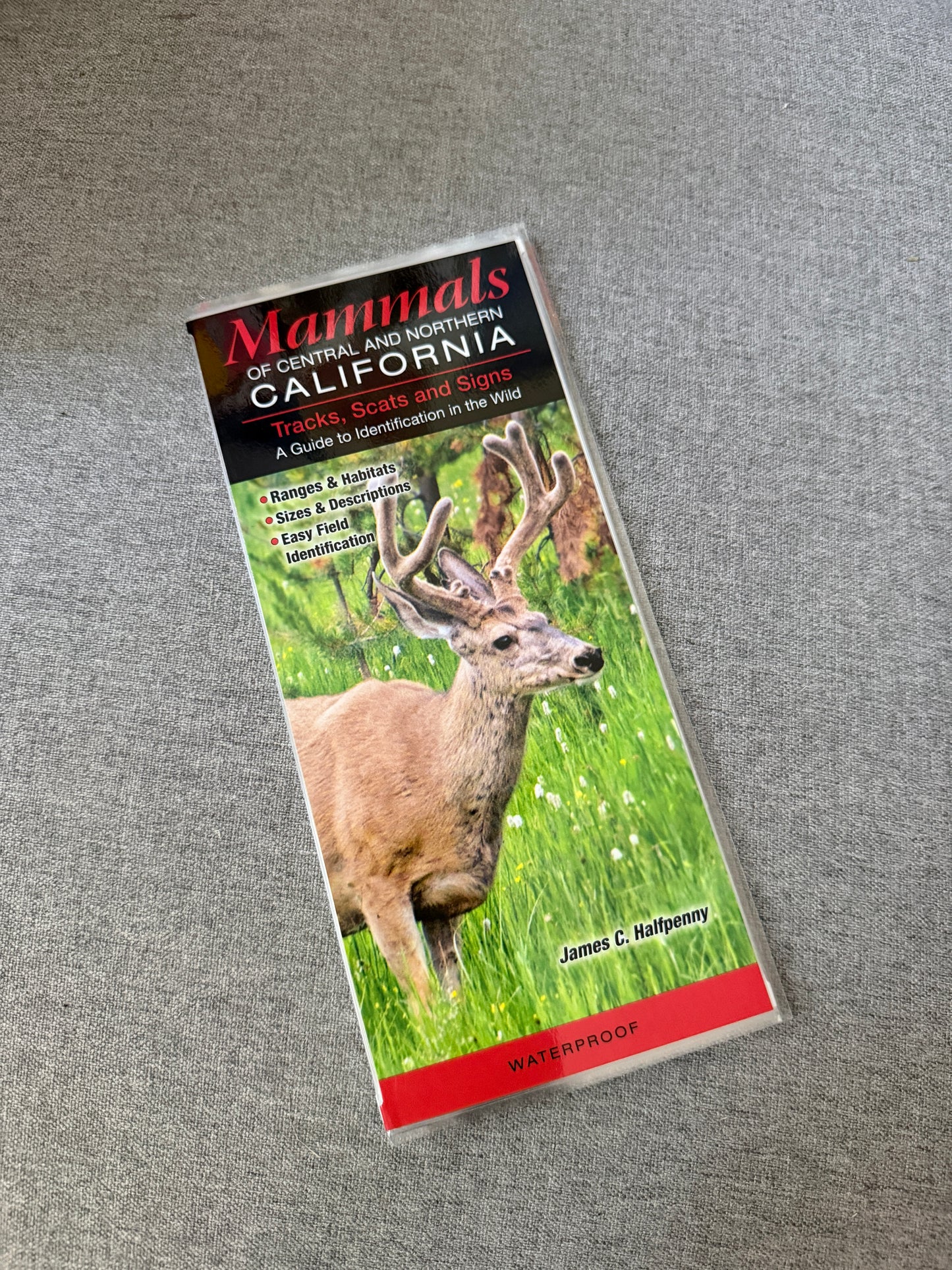 California mammals reference guide