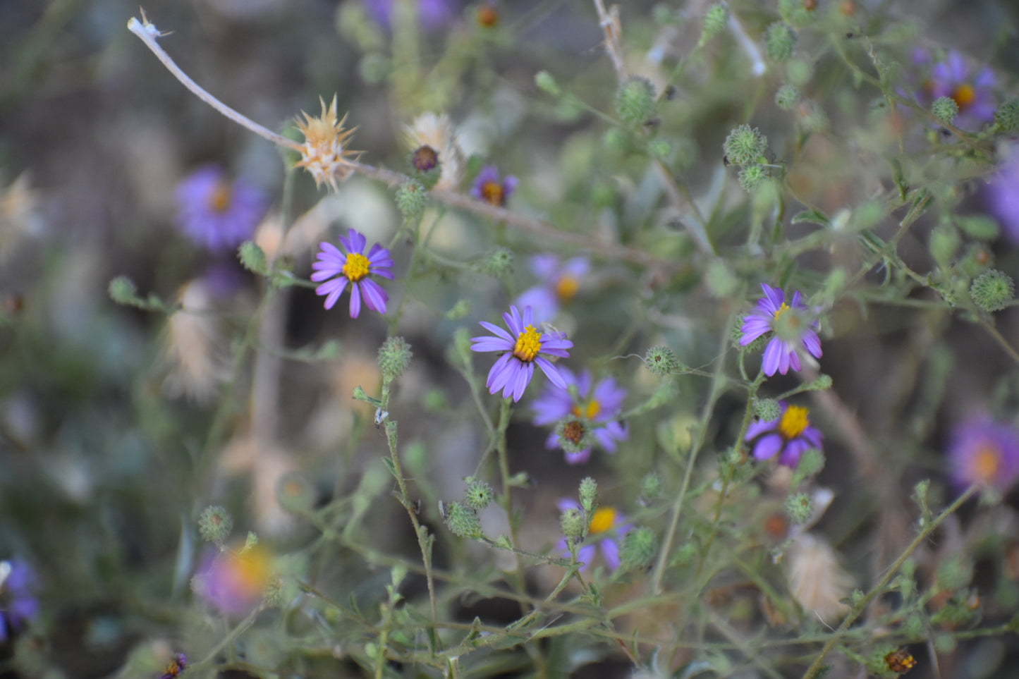 California aster