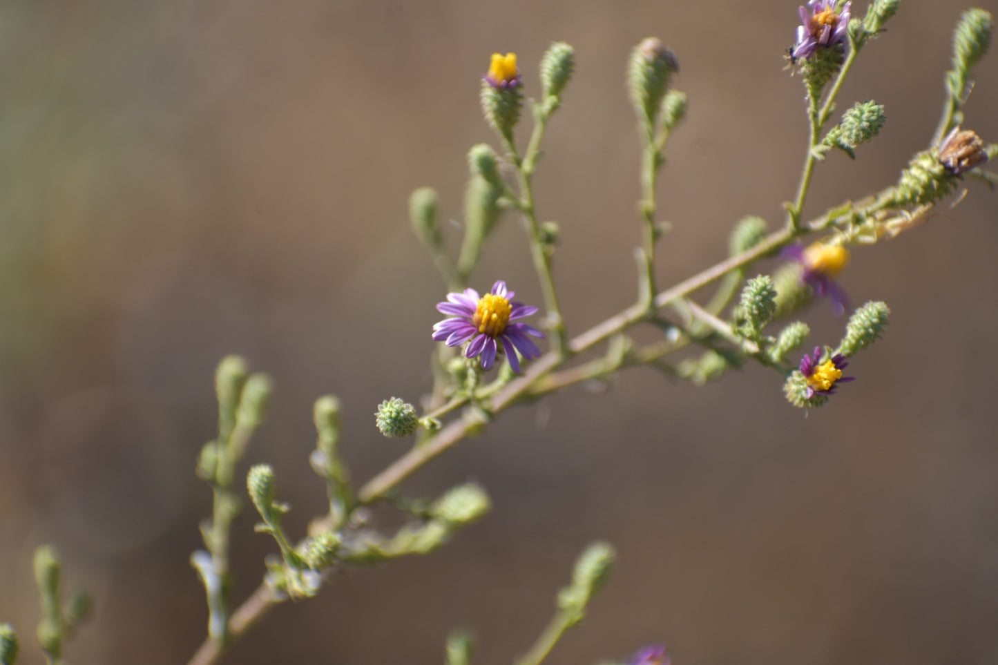 California aster
