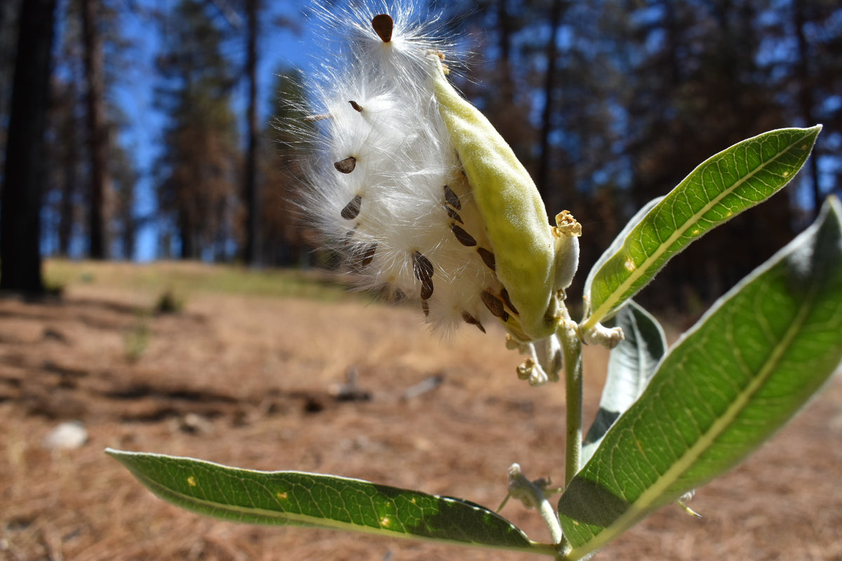 Kotolo milkweed