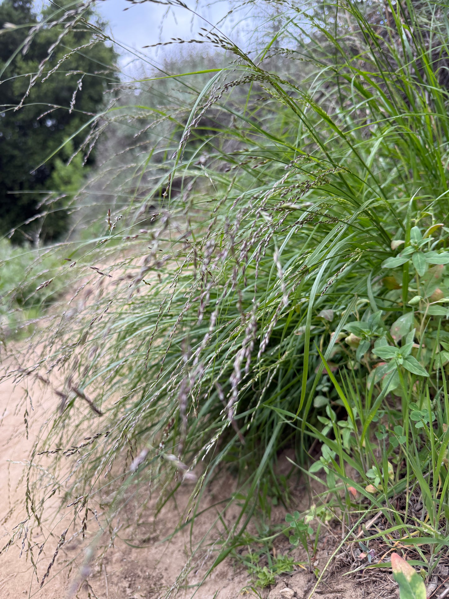 California melic grass