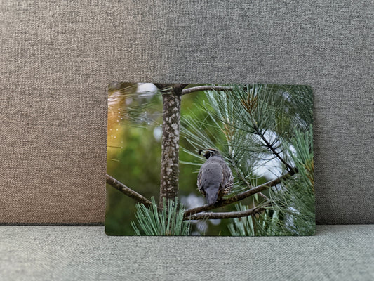 Magnet, California quail.