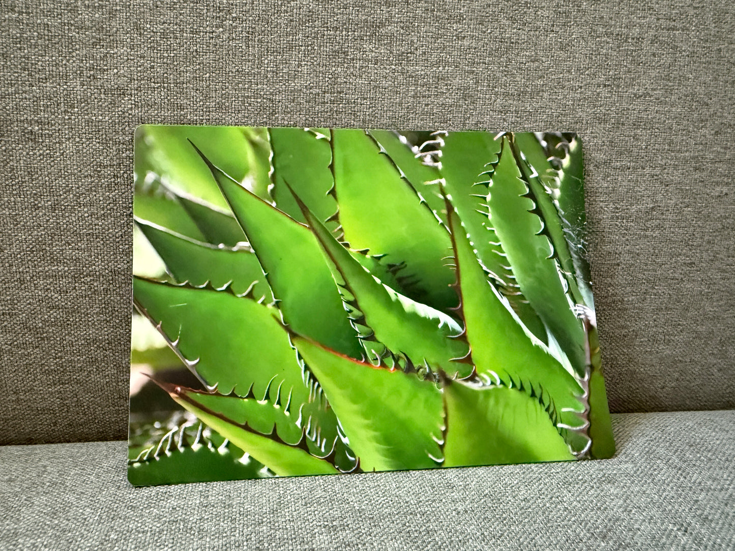 Magnet, coastal Agave