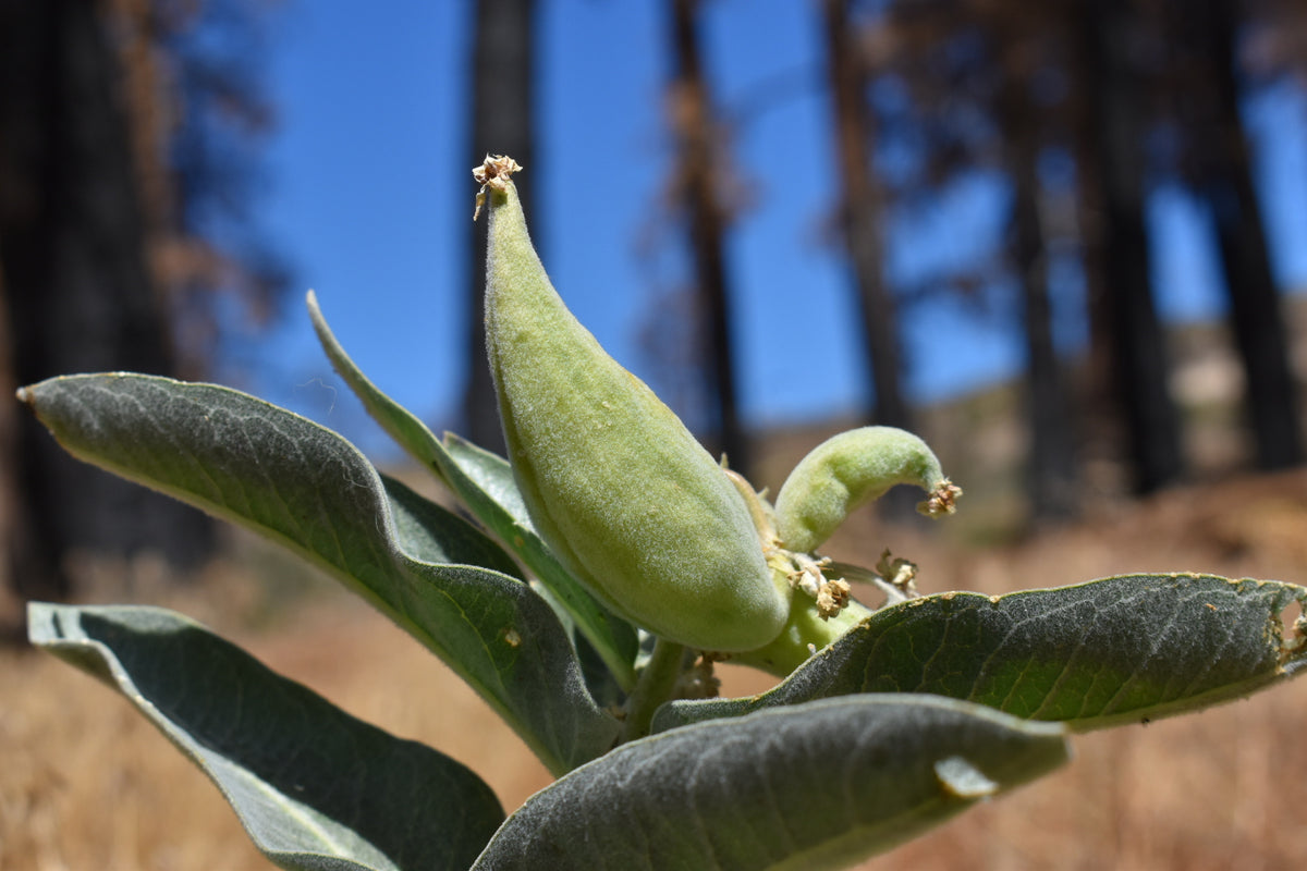 Kotolo milkweed