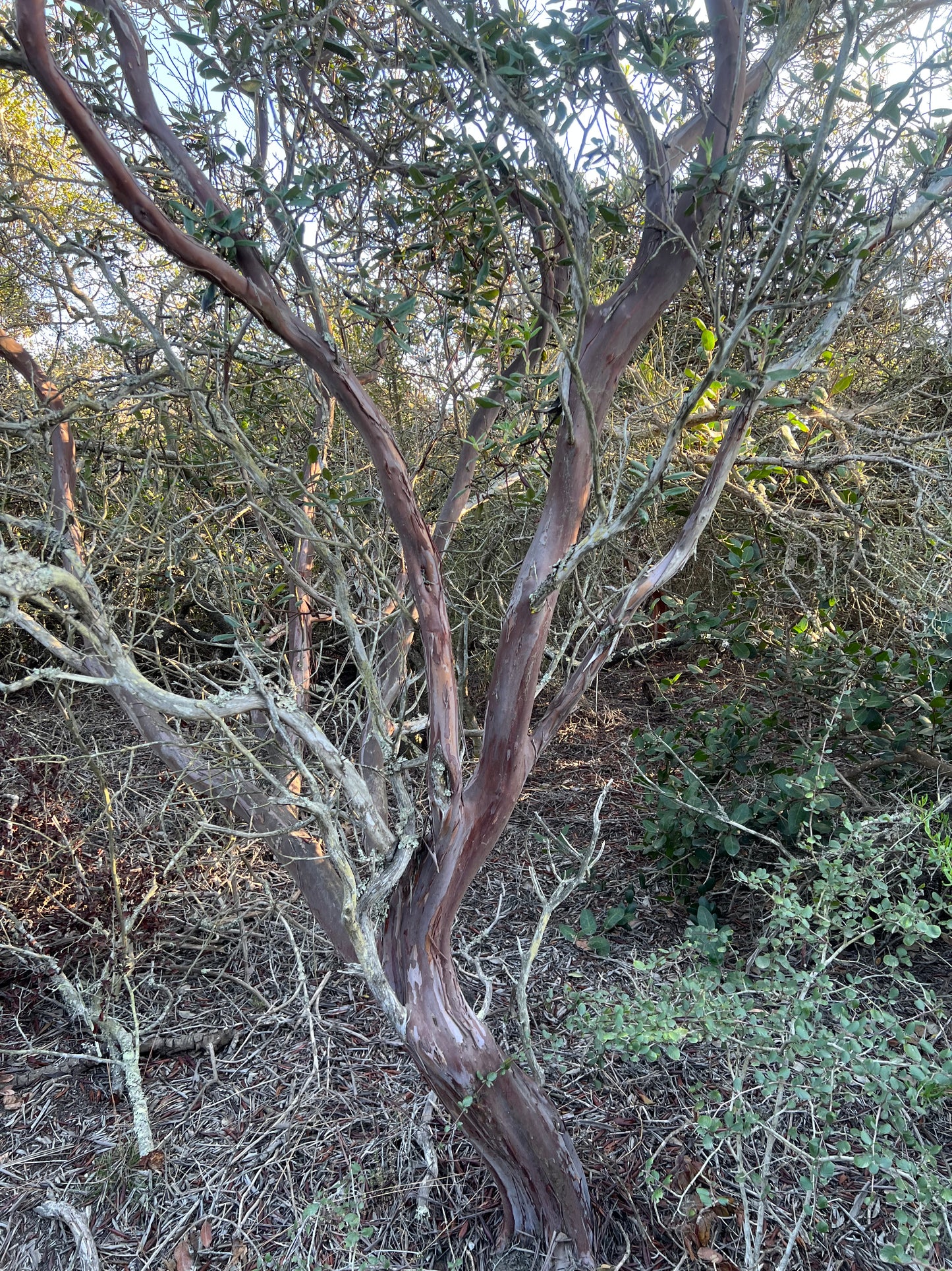 Mission manzanita