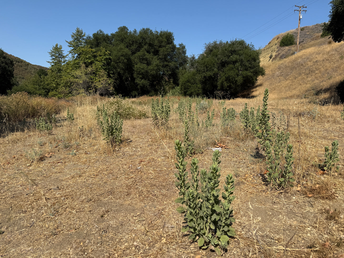 California Guerrilla seed mix