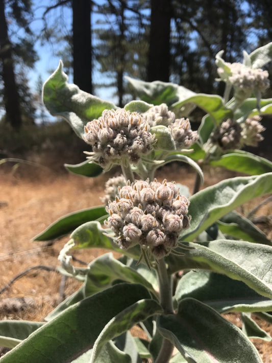 Kotolo milkweed