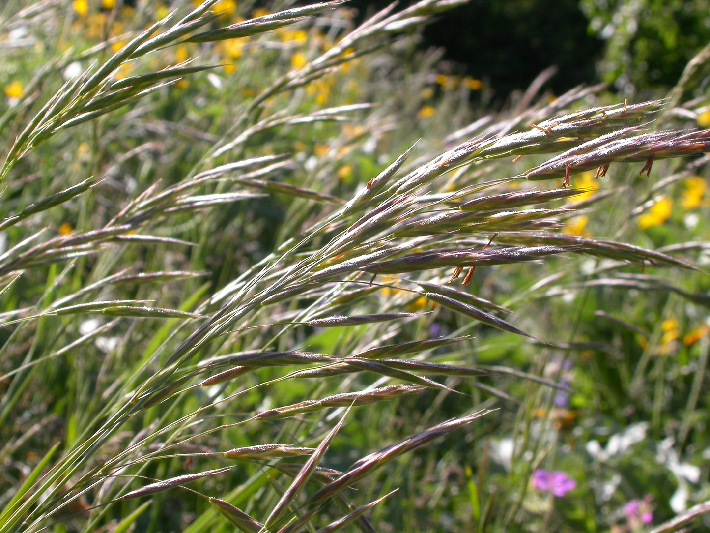 California grizzly bear grass