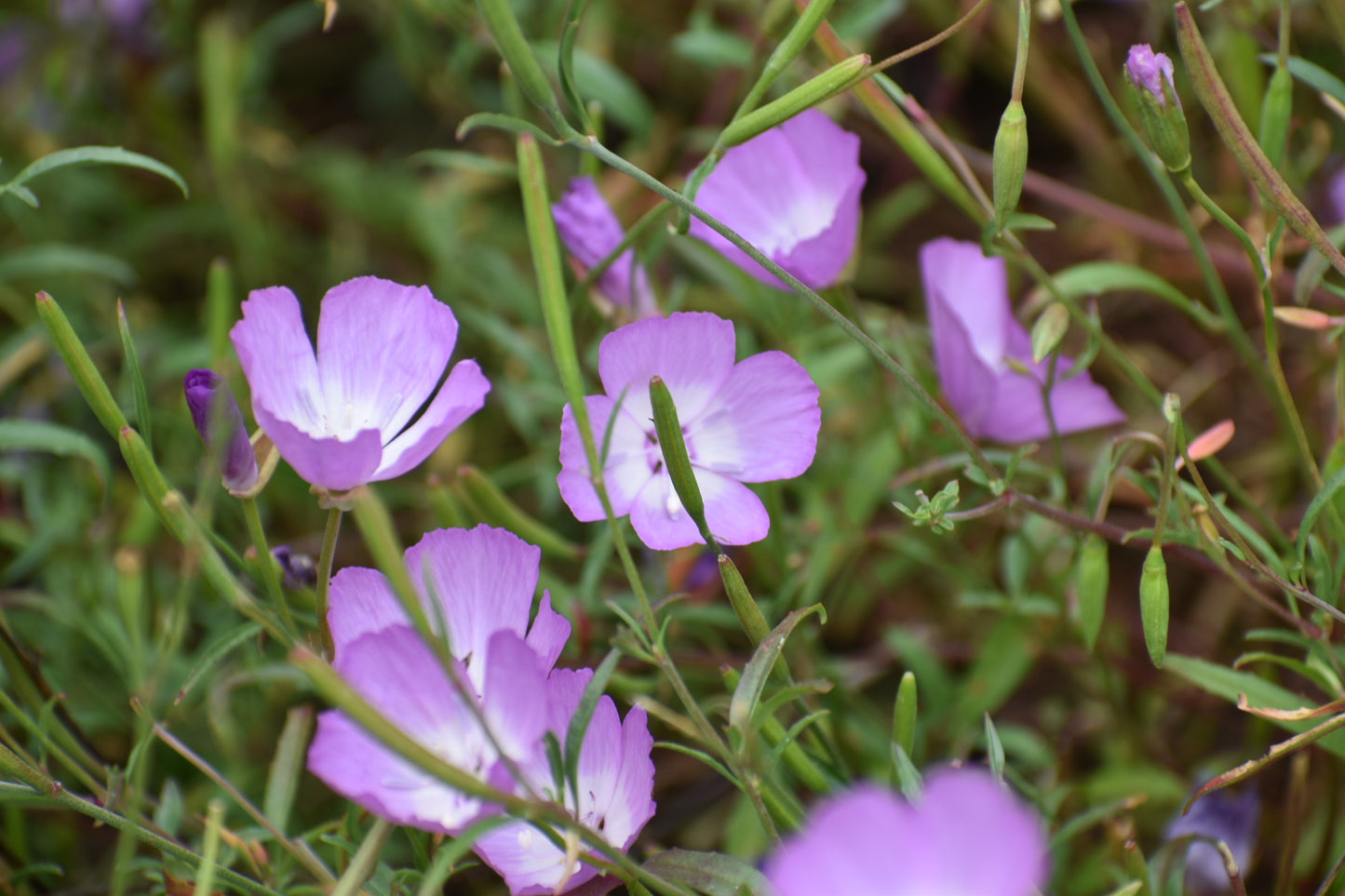 Purple clarkia