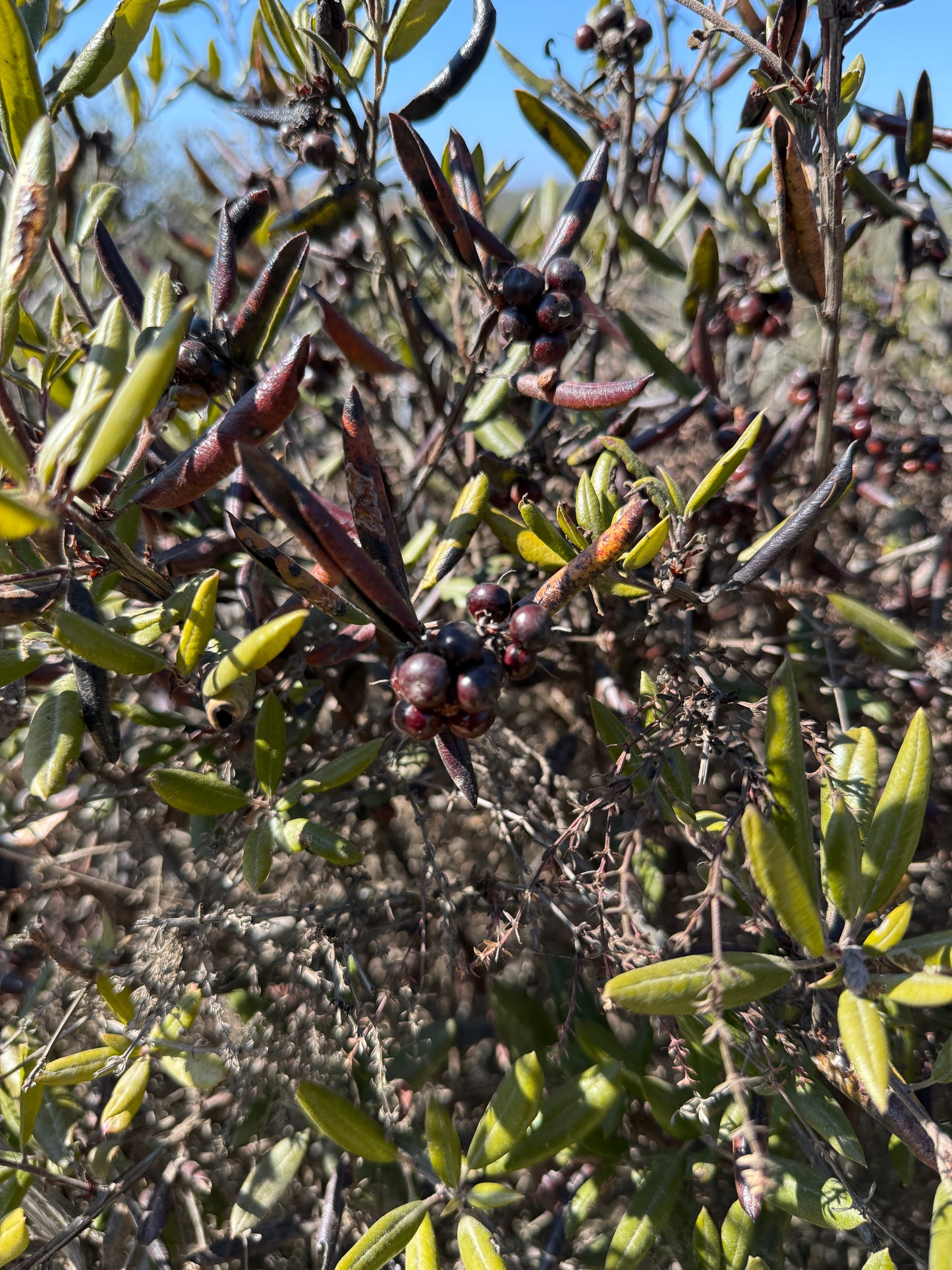Mission manzanita
