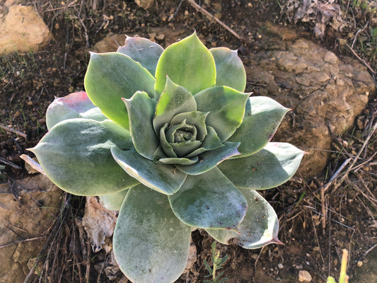 Coastal chalk live forever