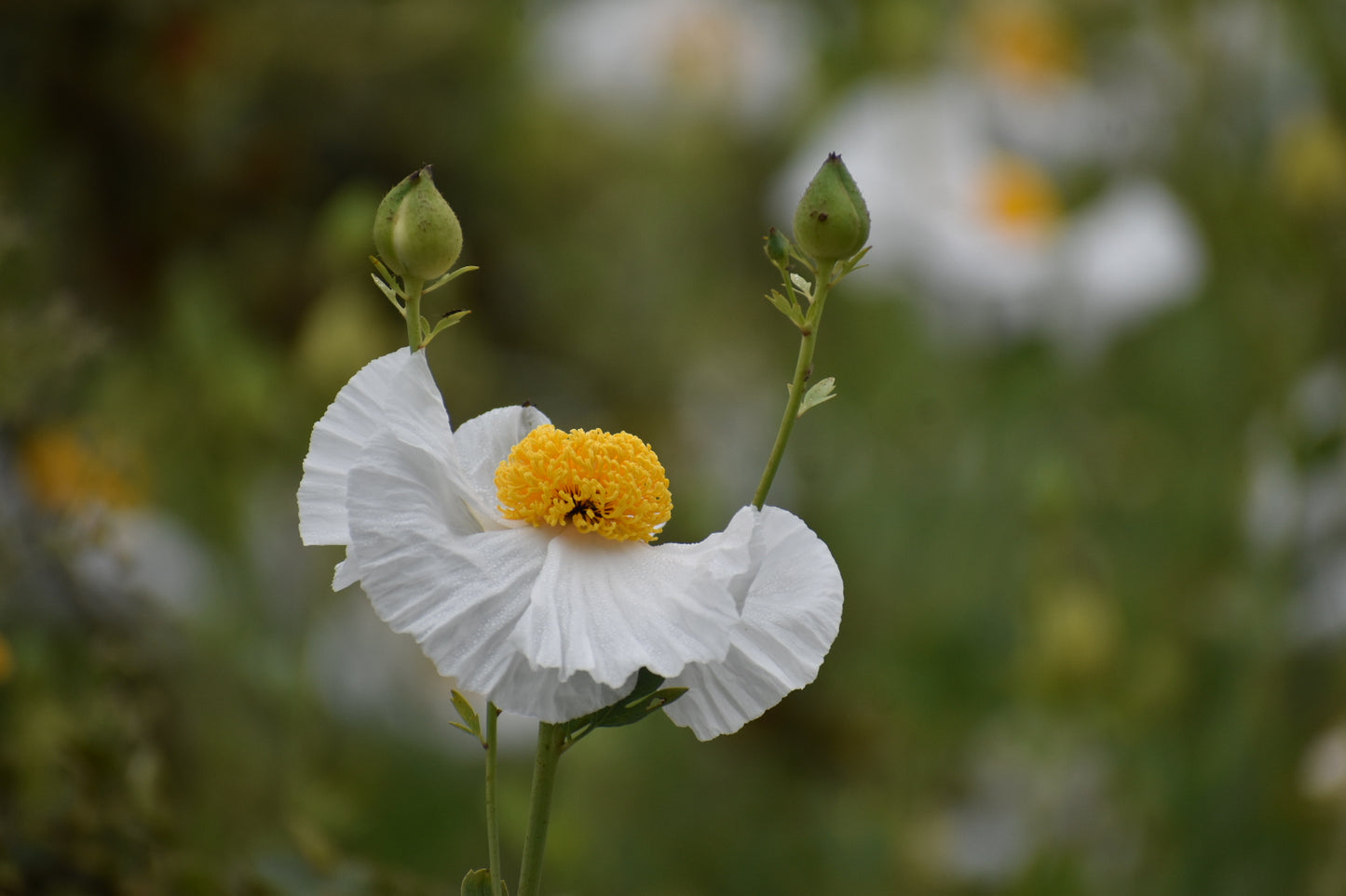 Matilija poppy