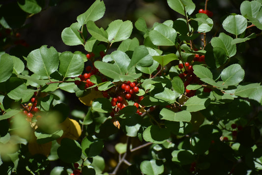 Spiny Red berry