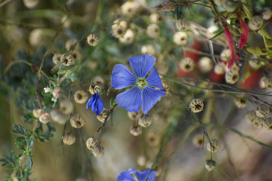 Blue flax